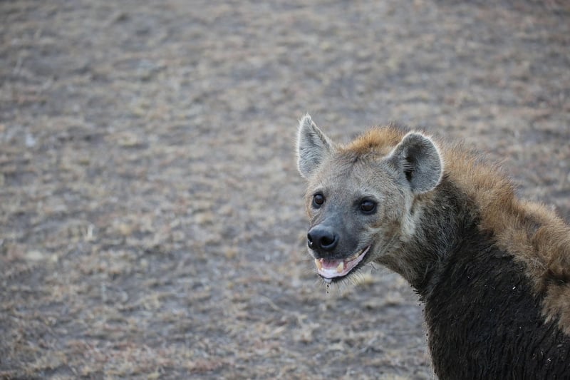 Maasai Mara in Kenya